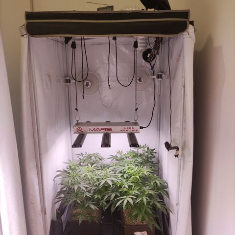 Auto CBD White Widow #2 growlog photo: Acomodando las plantas por altura