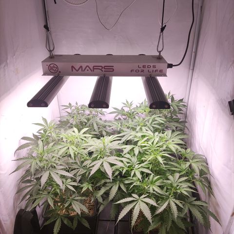 Auto CBD White Widow #2 growlog photo: Acomodando las plantas por altura