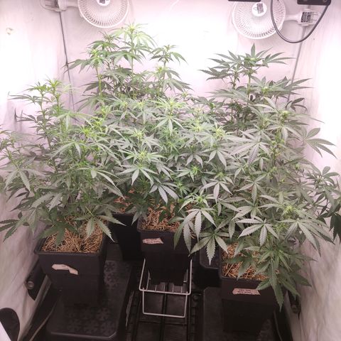Auto Daiquiri Lime #2 growlog photo: Acomodando las plantas por altura
