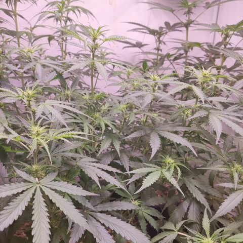 Auto Daiquiri Lime #2 growlog photo: Acomodando las plantas por altura