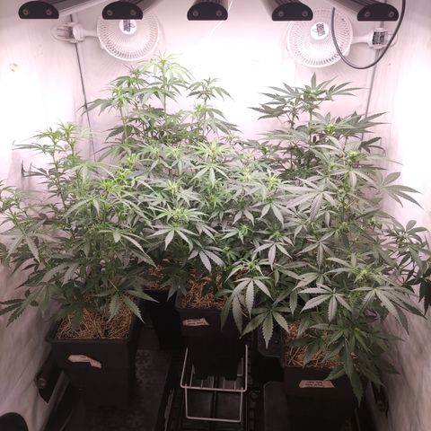 Auto Daiquiri Lime #2 growlog photo: Acomodando las plantas por altura