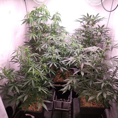 Auto Daiquiri Lime #2 growlog timeline photo