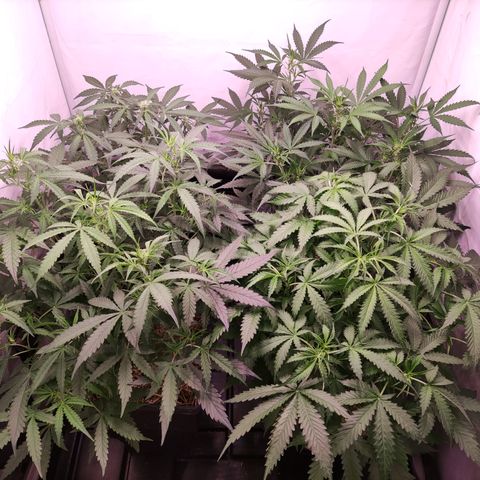 Auto CBD White Widow #2 growlog timeline photo