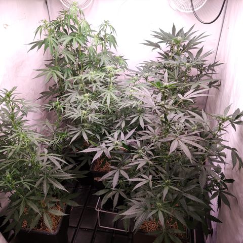 Auto Daiquiri Lime #2 growlog timeline photo
