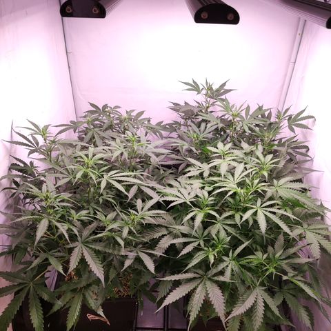 Auto CBD White Widow #2 growlog timeline photo