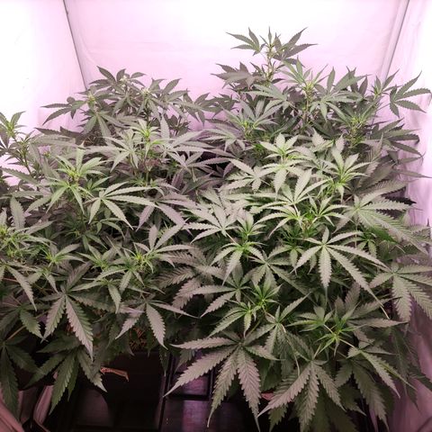 Auto CBD White Widow #2 growlog timeline photo
