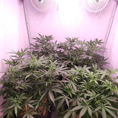 Auto CBD White Widow #2 growlog timeline photo