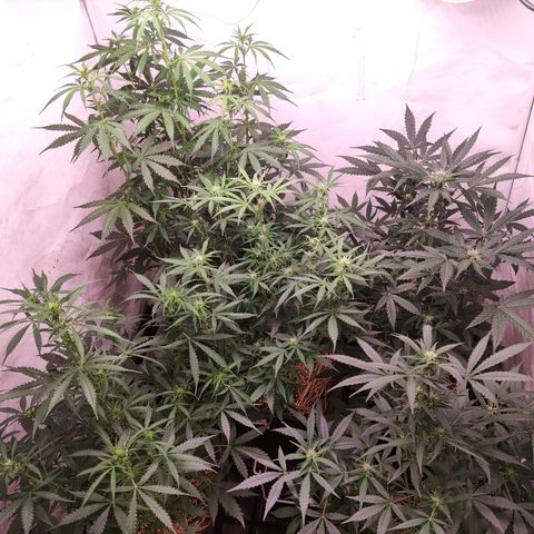 Auto Daiquiri Lime #2 growlog timeline photo
