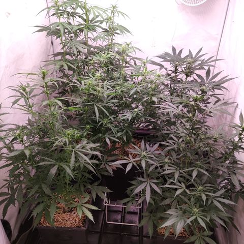 Auto Daiquiri Lime #2 growlog timeline photo