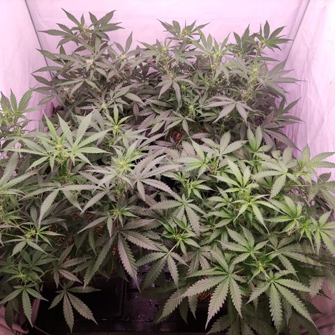 Auto CBD White Widow #2 growlog timeline photo