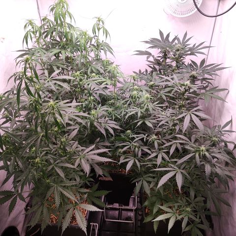 Auto Daiquiri Lime #2 growlog photo: Plantas recién regadas.