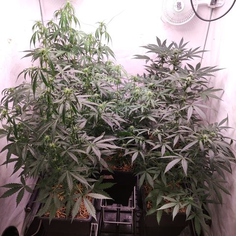 Auto Daiquiri Lime #2 growlog photo: Plantas recién regadas.