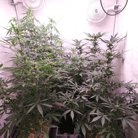 Auto Daiquiri Lime #2 growlog timeline photo