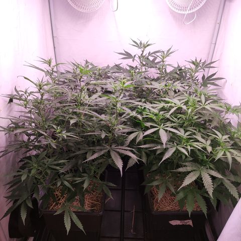 Auto CBD White Widow #2 growlog timeline photo