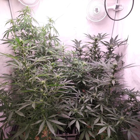 Auto Daiquiri Lime #2 growlog timeline photo