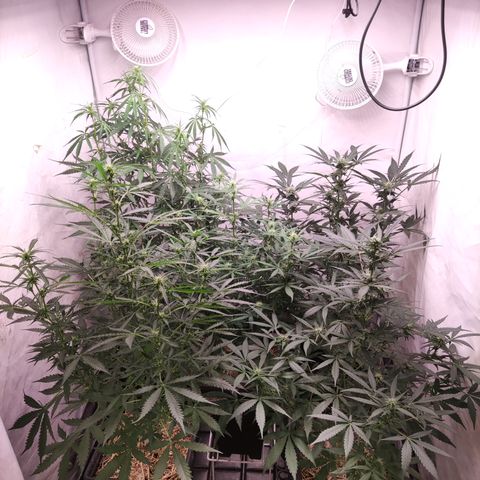 Auto Daiquiri Lime #2 growlog timeline photo