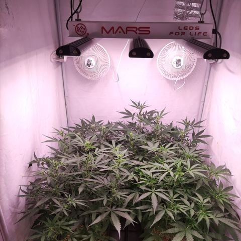Auto CBD White Widow #2 growlog timeline photo