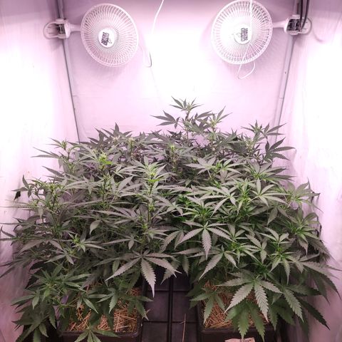 Auto CBD White Widow #2 growlog timeline photo