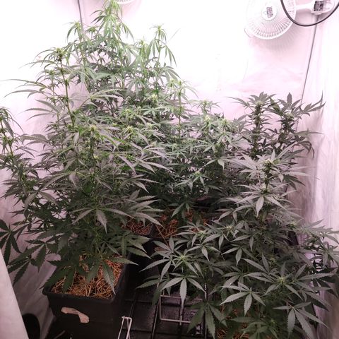 Auto Daiquiri Lime #2 growlog timeline photo