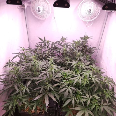Auto CBD White Widow #2 growlog timeline photo