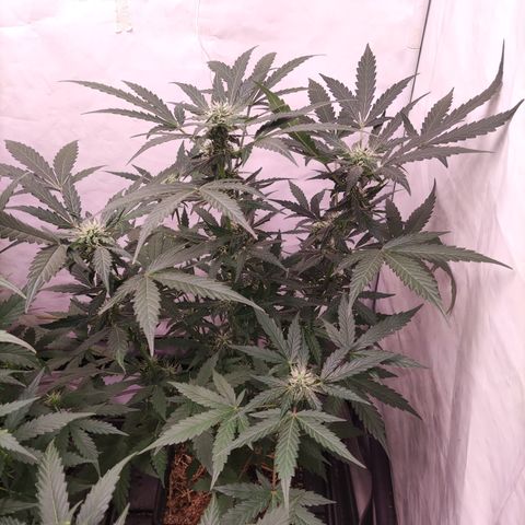 Auto CBD White Widow #2 growlog timeline photo