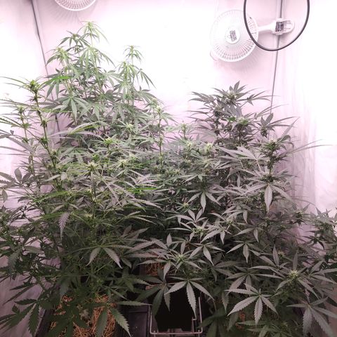 Auto Daiquiri Lime #2 growlog timeline photo