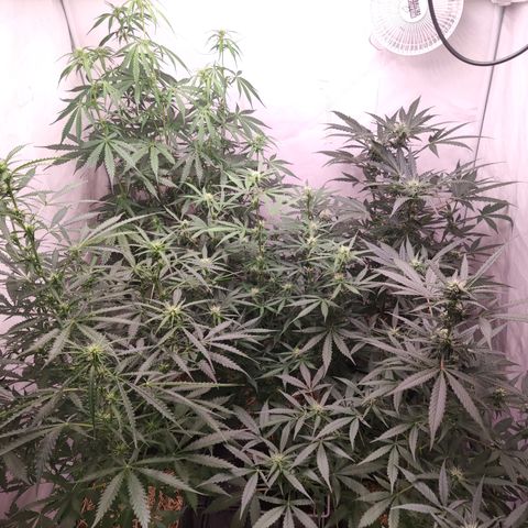 Auto Daiquiri Lime #2 growlog timeline photo