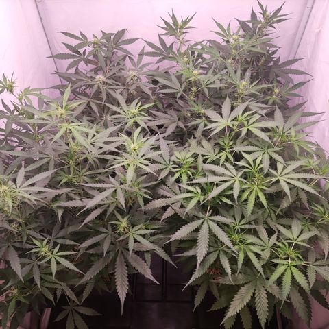 Auto CBD White Widow #2 growlog timeline photo