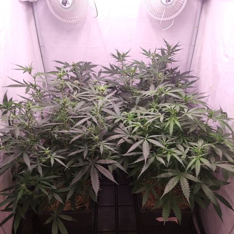 Auto CBD White Widow #2 growlog timeline photo
