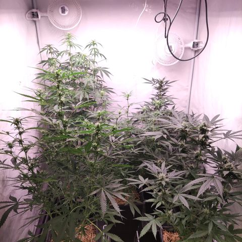 Auto Daiquiri Lime #2 growlog timeline photo