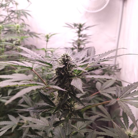 Auto Daiquiri Lime #2 growlog timeline photo
