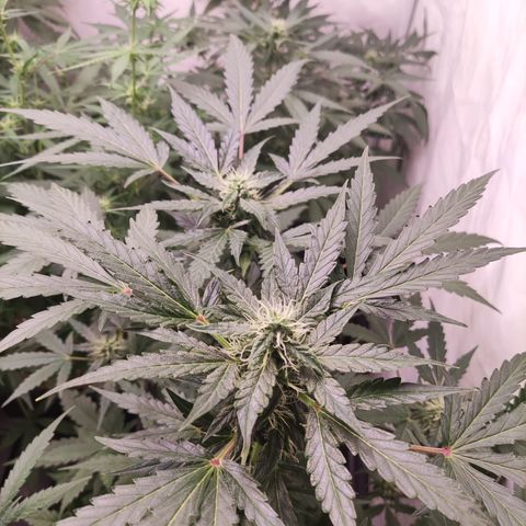 Auto CBD White Widow #2 growlog timeline photo