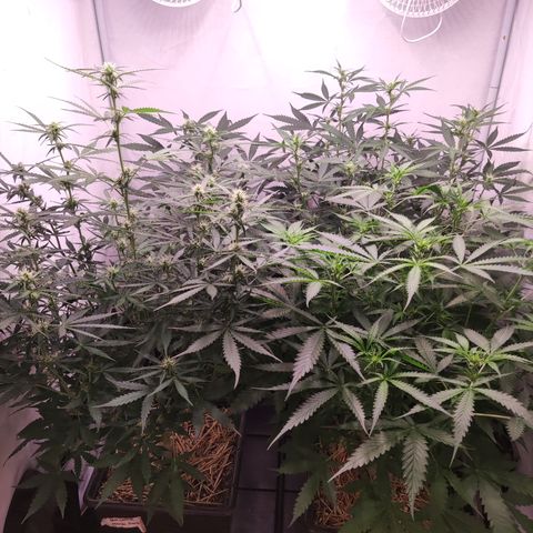 Auto CBD White Widow #2 growlog timeline photo