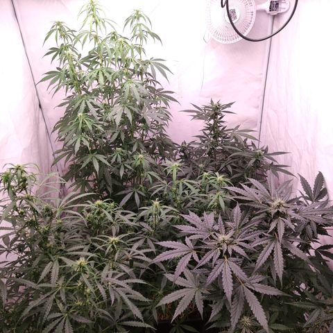 Auto Daiquiri Lime #2 growlog timeline photo