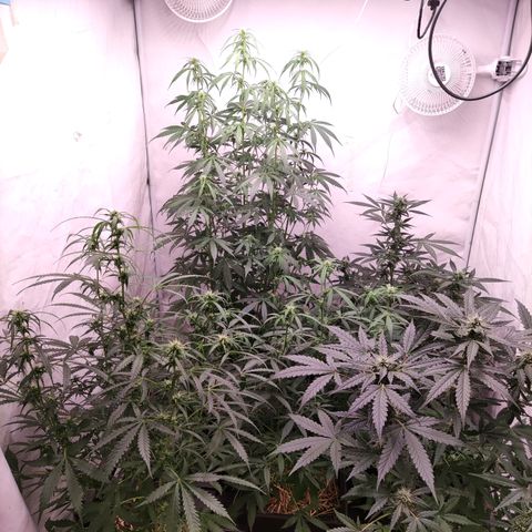 Auto Daiquiri Lime #2 growlog timeline photo