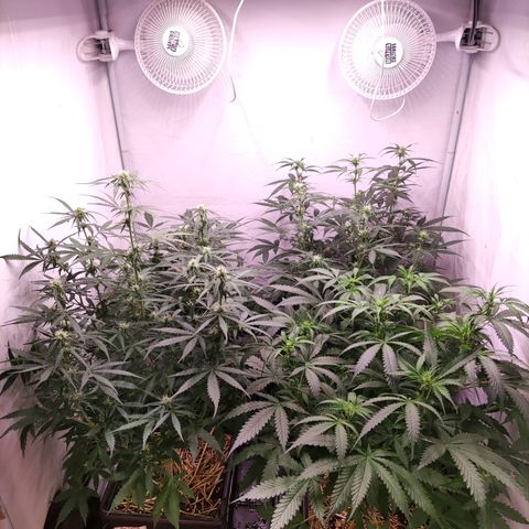 Auto CBD White Widow #2 growlog timeline photo