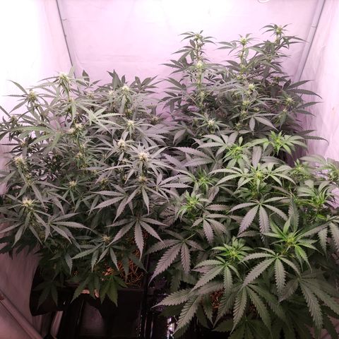 Auto CBD White Widow #2 growlog timeline photo