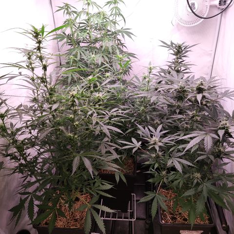 Auto Daiquiri Lime #2 growlog timeline photo