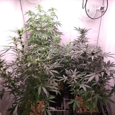 Auto Daiquiri Lime #2 growlog timeline photo