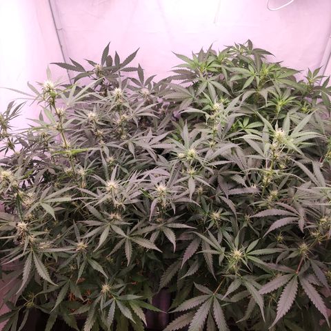 Auto CBD White Widow #2 growlog timeline photo