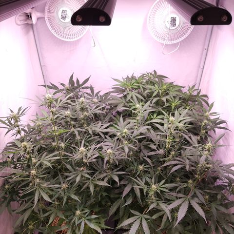 Auto CBD White Widow #2 growlog timeline photo