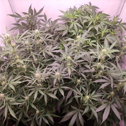 Auto CBD White Widow #2 growlog timeline photo