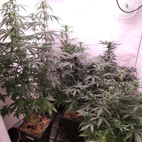 Auto Daiquiri Lime #2 growlog timeline photo