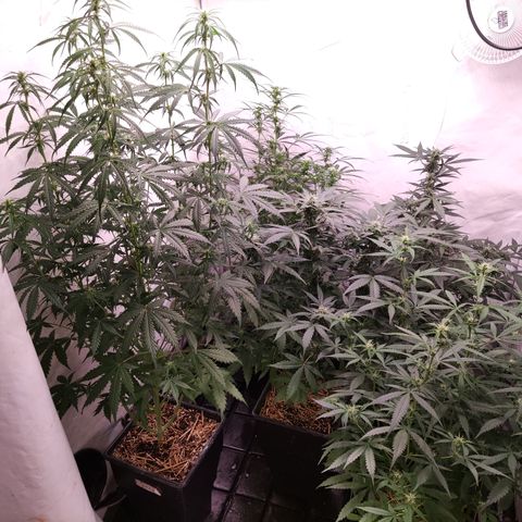 Auto Daiquiri Lime #2 growlog timeline photo