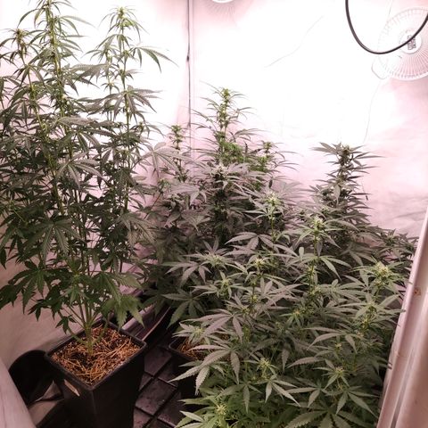 Auto Daiquiri Lime #2 growlog timeline photo