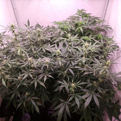 Auto CBD White Widow #2 growlog timeline photo