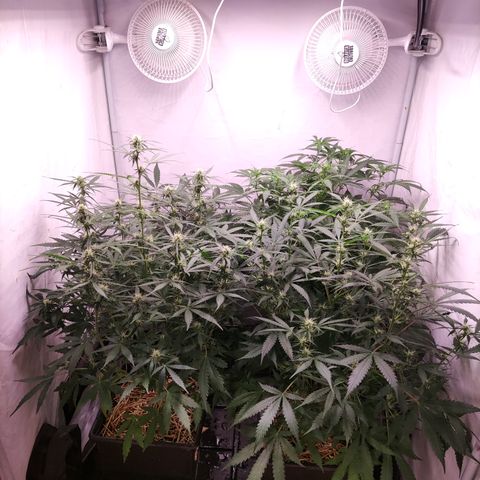 Auto CBD White Widow #2 growlog timeline photo