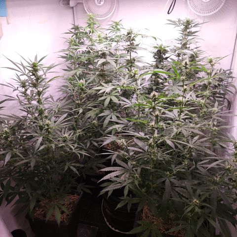 Auto Daiquiri Lime #2 growlog timeline photo