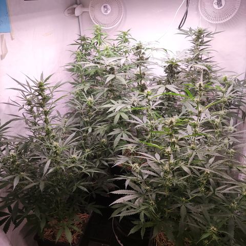 Auto Daiquiri Lime #2 growlog timeline photo