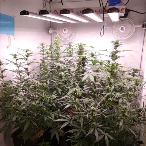 Auto Daiquiri Lime #2 growlog timeline photo
